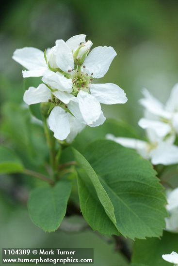 Amelanchier pumila