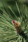 Ponderosa Pine young female cone, emerging foliage among mature needles