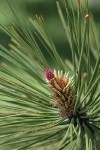 Ponderosa Pine young female cone, emerging foliage among mature needles