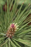 Ponderosa Pine young female cone, emerging foliage among mature needles
