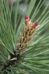 Ponderosa Pine young female cones, emerging foliage among mature needles