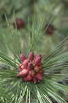 Ponderosa Pine male cones among mature needles