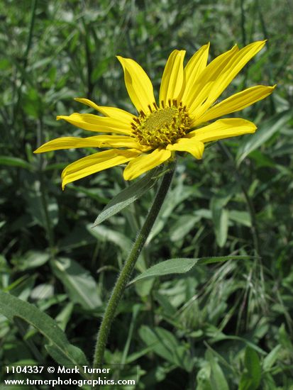 Helianthella uniflora