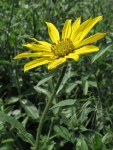 Douglas's Helianthella blossom