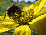 Pollen on bumblebee hind leg on Douglas's Helianthella blossom