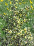 Bitterbrush blossoms & foliage