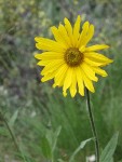 Douglas's Helianthella blossom