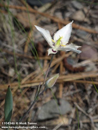 Calochortus lyallii