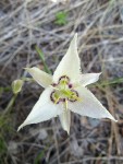 Lyall's Star Tulip blossom