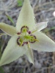 Lyall's Star Tulip blossom detail