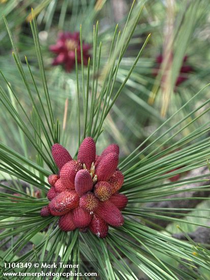 Pinus ponderosa