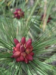 Ponderosa Pine male cones among mature needles