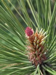 Ponderosa Pine young female cone, emerging foliage among mature needles