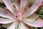 Bitterroot blossom detail