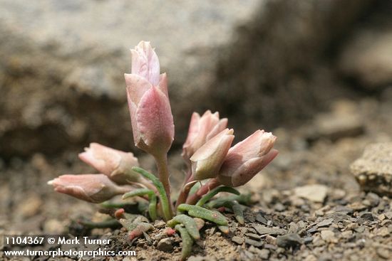 Lewisia rediviva