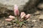 Bitterroot buds detail