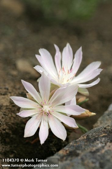 Lewisia rediviva