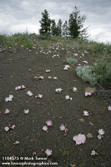 Lewisia rediviva