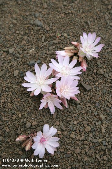 Lewisia rediviva