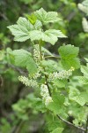 Northern Black Currant blossoms & foliage