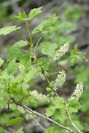 Northern Black Currant blossoms & foliage