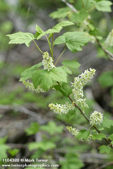 Ribes hudsonianum