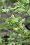 Northern Black Currant blossoms & foliage