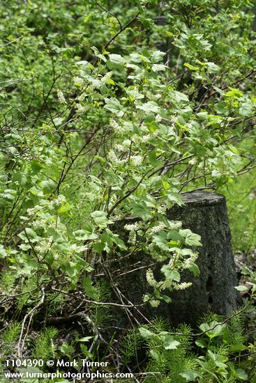 Ribes hudsonianum