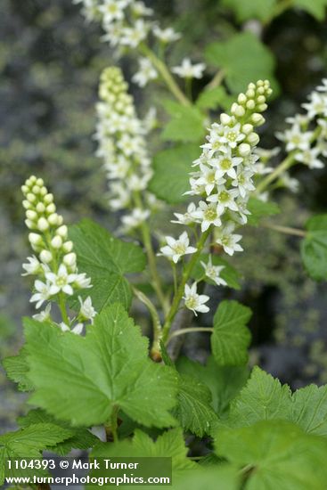 Ribes hudsonianum