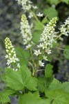 Northern Black Currant blossoms & foliage