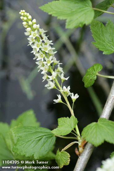 Ribes hudsonianum