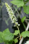 Northern Black Currant blossoms & foliage