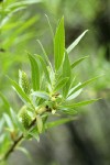 Greenleaf Willow foliage & female aments