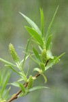 Greenleaf Willow foliage & female aments