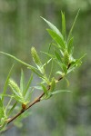 Greenleaf Willow foliage & female aments