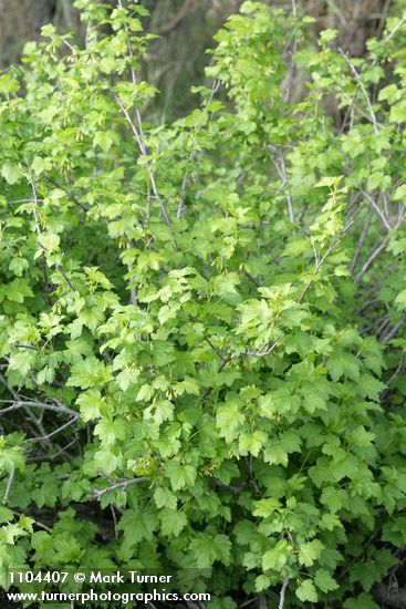 Ribes inerme