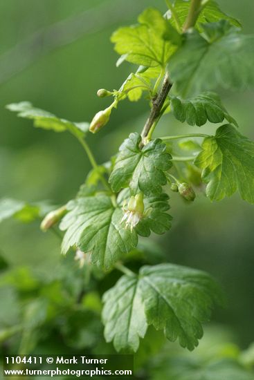 Ribes inerme