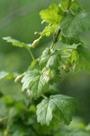 Whitestem Gooseberry blossom & foliage