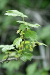 Whitestem Gooseberry blossoms & foliage