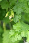 Whitestem Gooseberry blossom, immature fruit & foliage