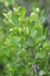 Resin Birch foliage