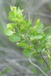 Resin Birch foliage