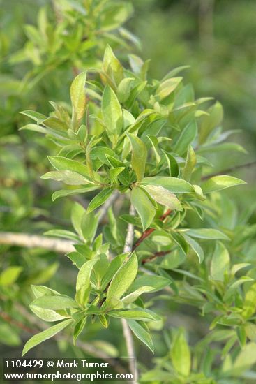 Salix bebbiana