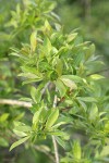 Bebb Willow foliage