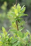 Bebb Willow foliage w/ mature female aments