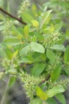 Bebb Willow foliage w/ mature female aments