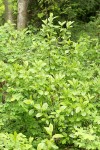 Alder-leaved Coffeeberry