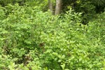 Alder-leaved Coffeeberry