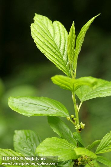 Rhamnus alnifolia