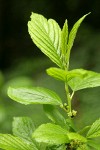 Alder-leaved Coffeeberry blossoms & foliage